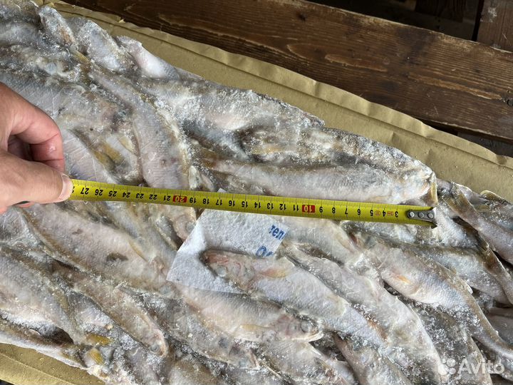 Корюшка свежемороженая
