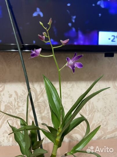 Гибискус, кротон, сингониум, суккуленты, орхидеи