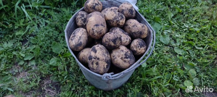 Продам картофель