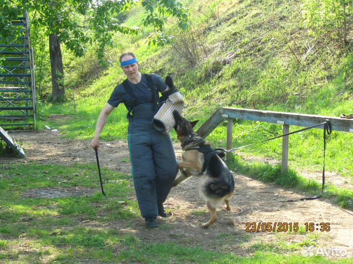 Дрессировка собак