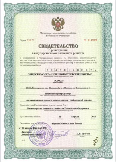 Нетель герефордской породы класса класса элита и э