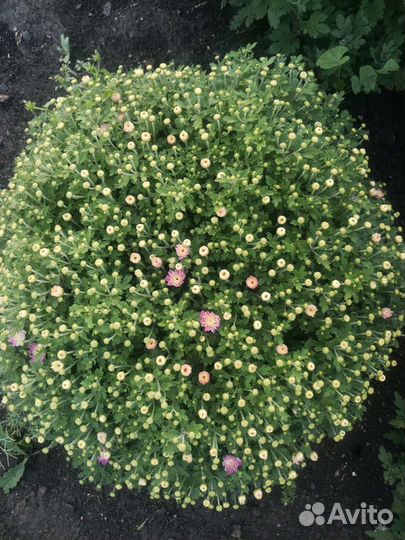 Хризантема мультифлора