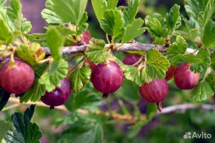 Саженцы крыжовника Малошипный