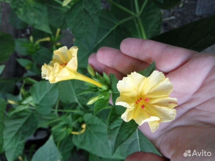 Мирабилис (ночная красавица)