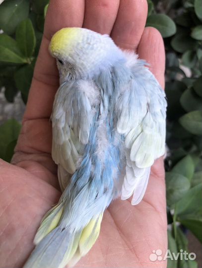 Птенцы волнистого попугайчика радужного окраса