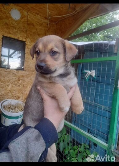 Щенок в добрые руки