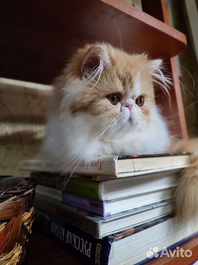 Персидская