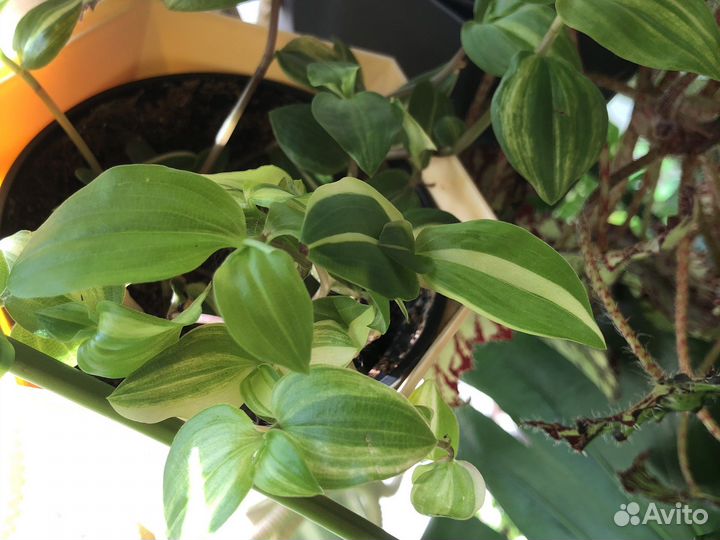 Сингониум мохито, монстера дубиа, филодендроны