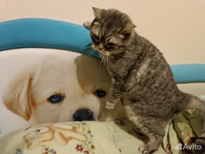 Кот-террорист в аренду