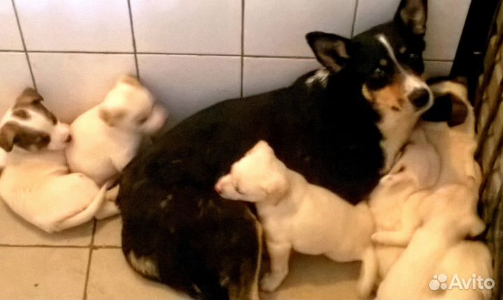 Крутые -дворняжки