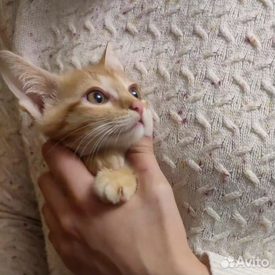 Кот в добрые руки