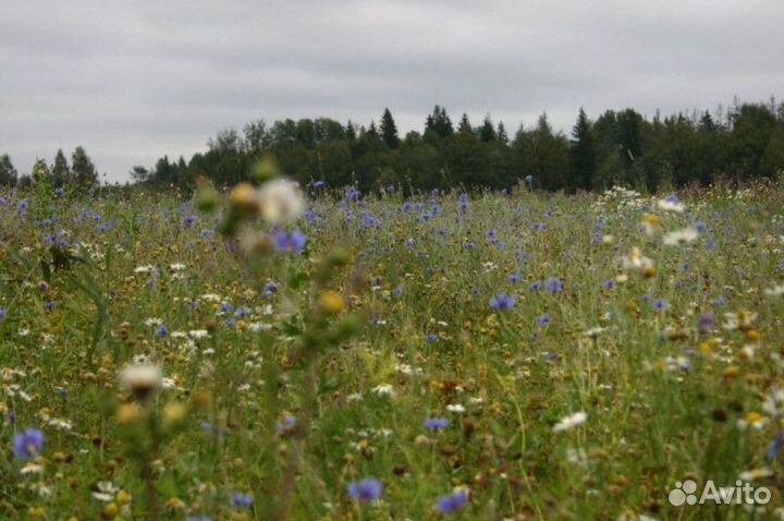 Луговое разнотравье мёд - с доставкой