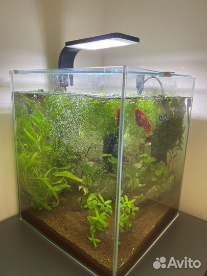 Аквариум куб