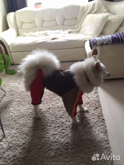 Комбинезон для средней и крупной породы собак