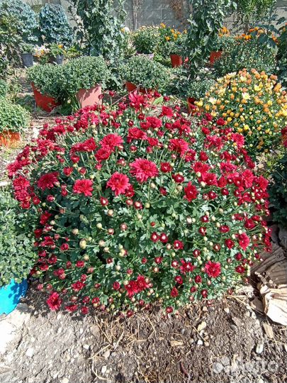 Хризантема ампельная, кустовая