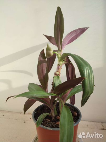 Традесканция