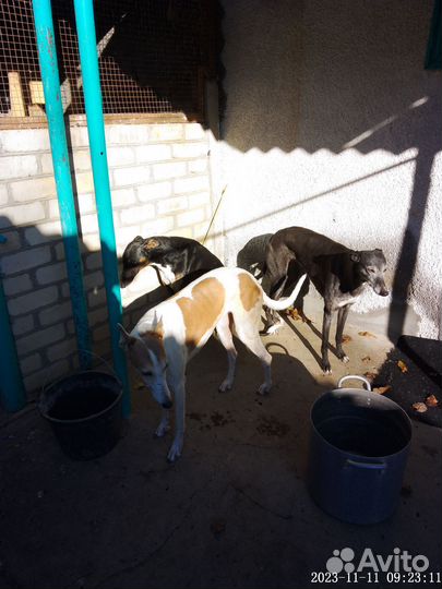 Собаки Грей отдам сразу всех бесплатно