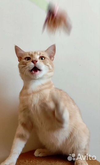 Подросток из приюта.Кастрирован.Доставка.Обработан