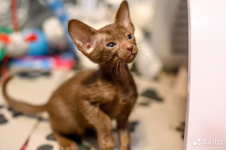 Ориентальные котята