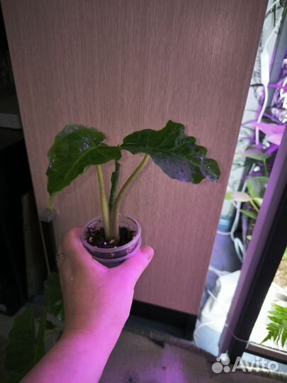 Алоказия лоу райдер