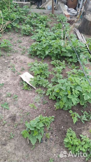 Саженцы ремонтантной малины