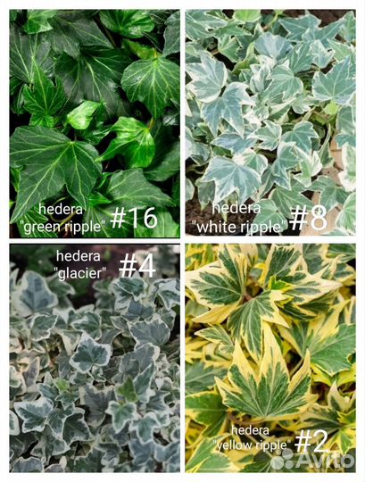 Хедера, плющ 15 сортов