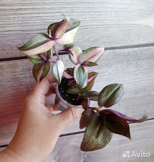 Традесканция зебрина дисколор мультиколор