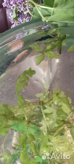 Аквариум с рыбками