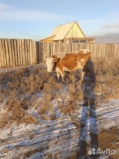 Корова стельная дойная