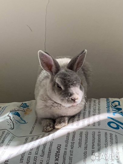 Вязка декоративного кролика рекс