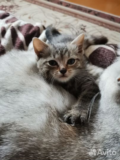 Котенок мальчик