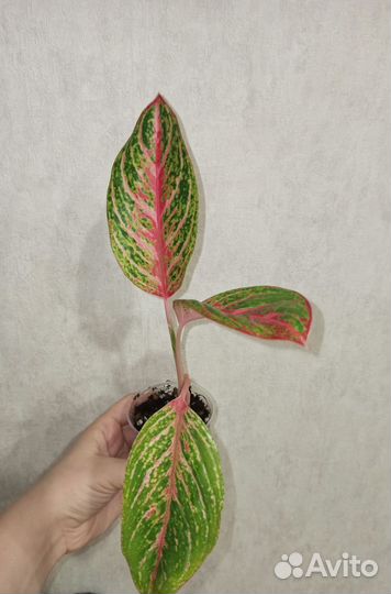 Аглаонема Роуз Нерф