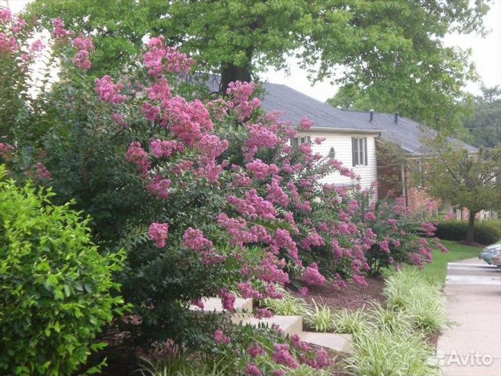 Спирея билларда Высота от 25см