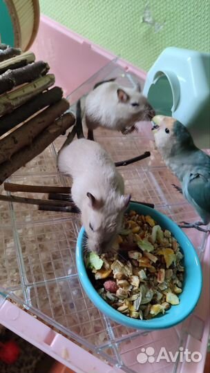 Монгольская песчанка