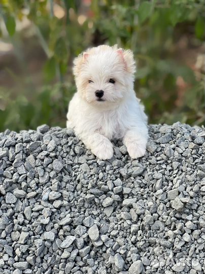 Цветной Йорк