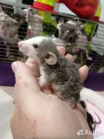 Крыса крысята дамбо рекс