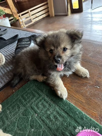 Мальчик немецкий шпиц мини