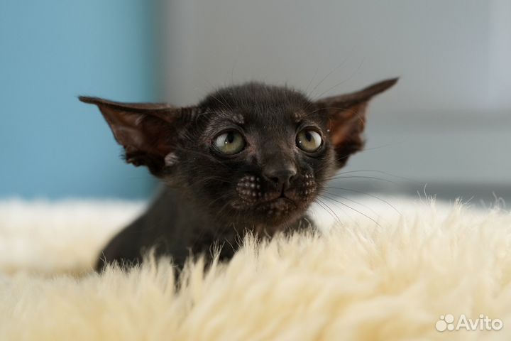 Ориентальные котята