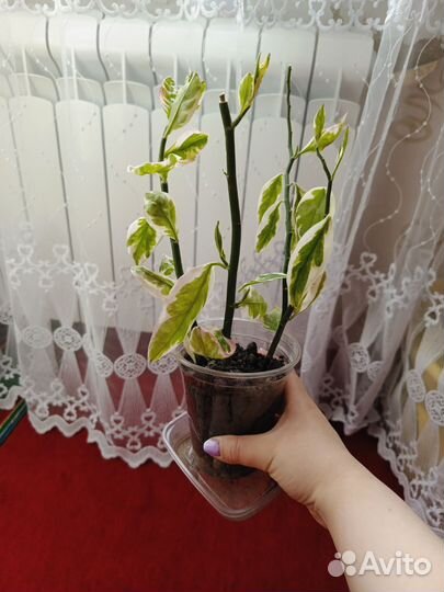 Педилантус