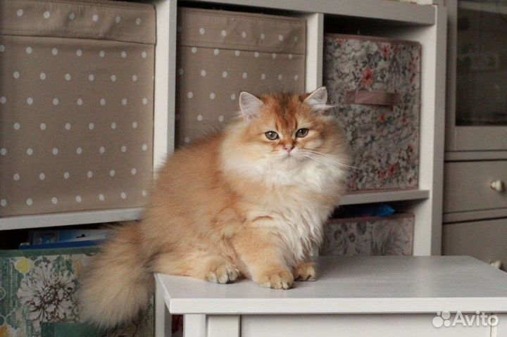 Шикарный британский котик