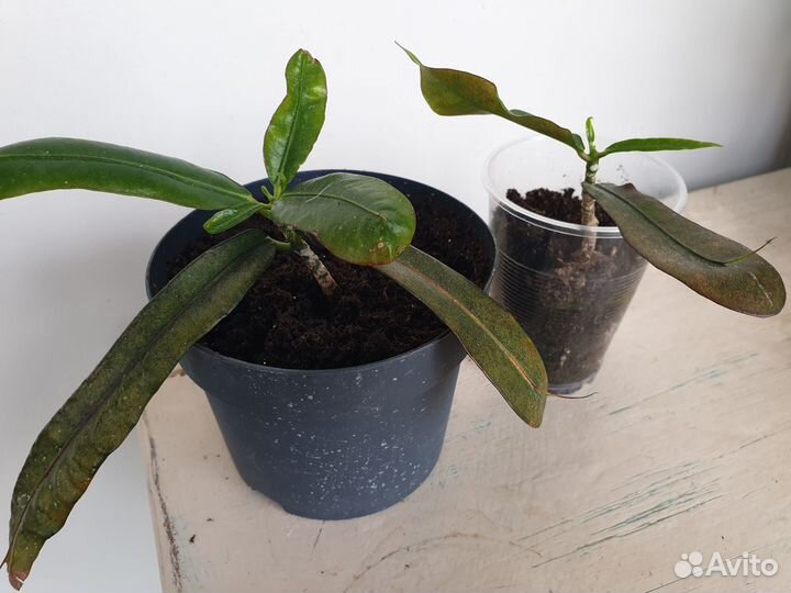 Кротон Gold Star, Mummy