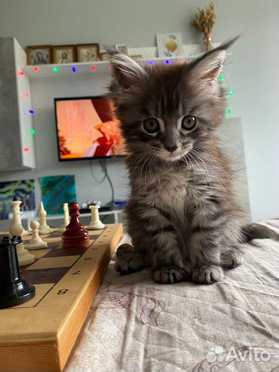 Котята мейн-кун