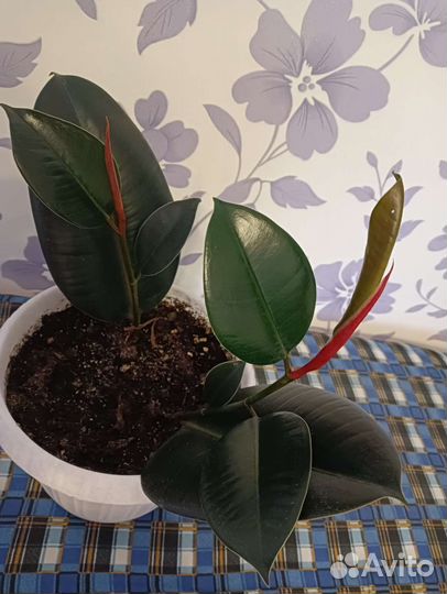 Фикус каучуконосный