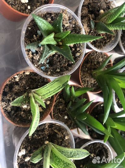 Суккуленты