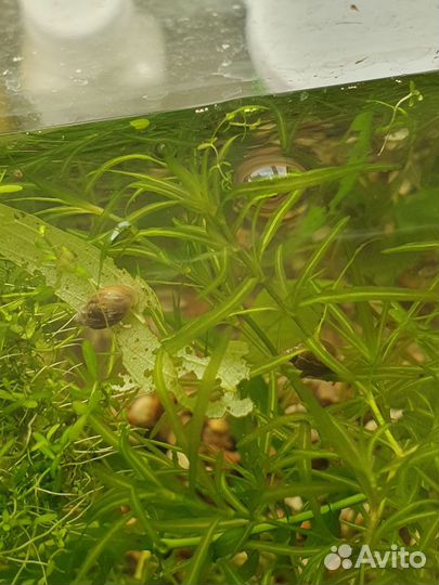 Аквариумные улитки - катушки и физы