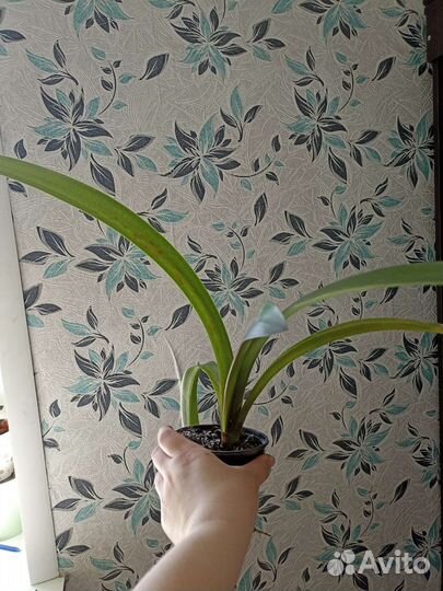 Гиппиаструм