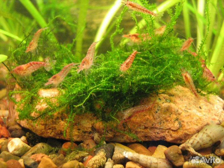 Сомики анцитрусы