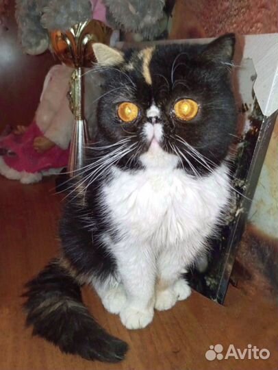 Экзоточка красавица