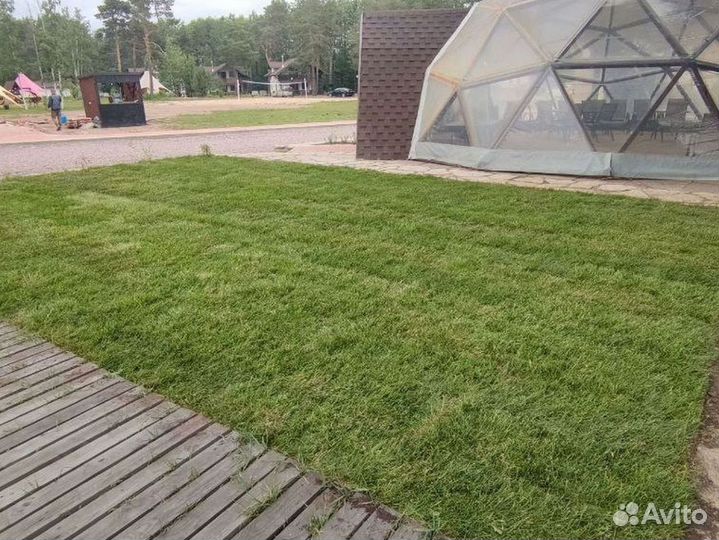 Рулонный газон под ключ