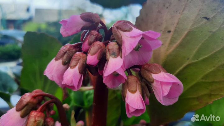 Минибадан карлик